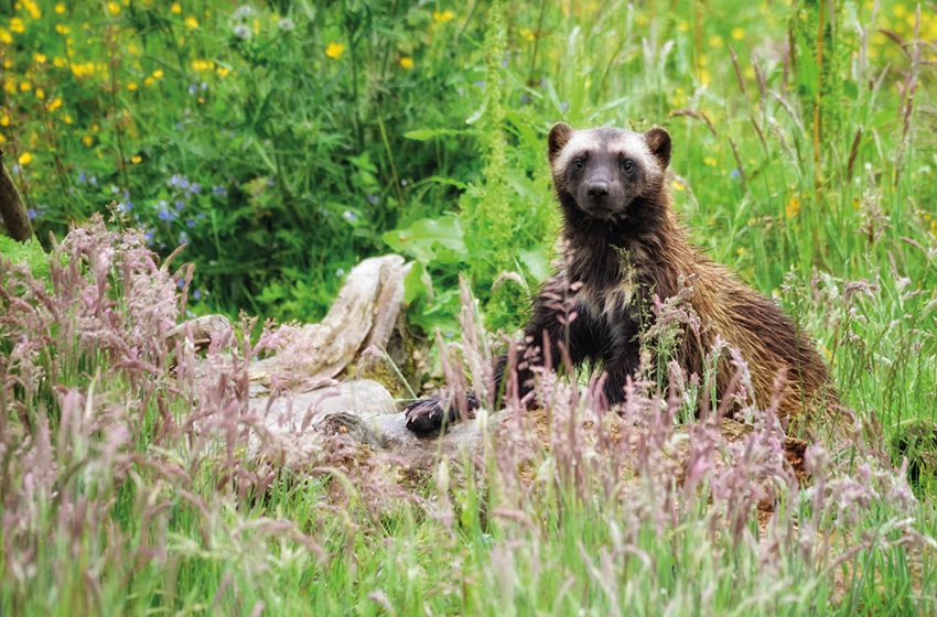  RZSS Highland Wildlife Park Benefits from Hampton Steel’s Fencing