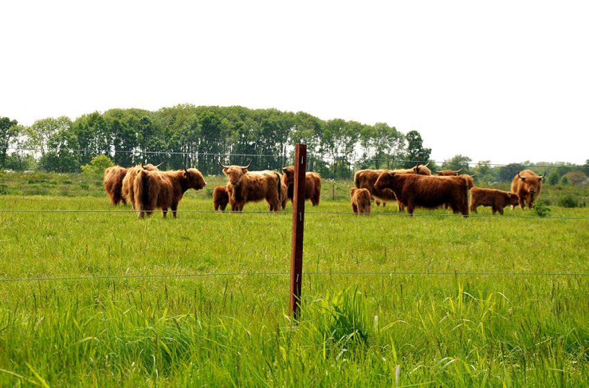 FUTURE PROOF ELECTRIC FENCING TO MAXIMISE LONG TERM BENEFIT