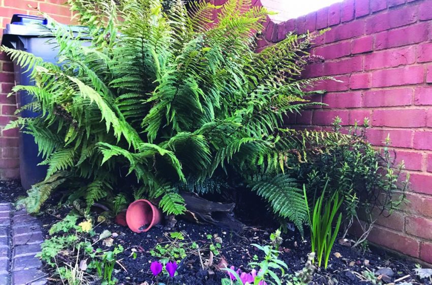 UP THE GARDEN PATH