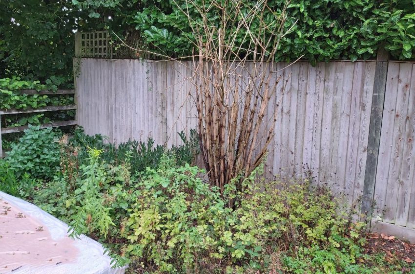  RICS refines UK Japanese knotweed guidance