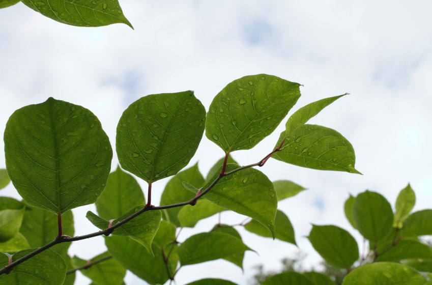  Could UK Storm Season See a Flood of Japanese Knotweed Infestation?