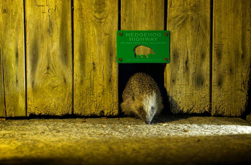  HEDGEHOG FRIENDLY FENCING CAMPAIGN LAUNCHED