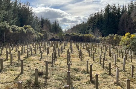 FORESTRY AND WOOD PRESERVATION INDUSTRY CONTINUES TO BACK UK SOFTWOODS DURABILITY FIELD TRIAL