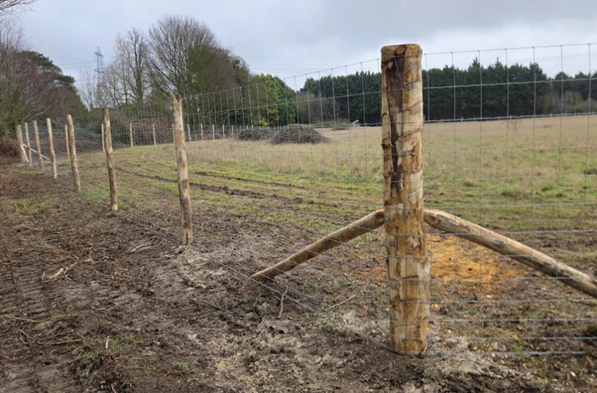  ROBINIA IN VOGUE FOR PDR CONTRACTING