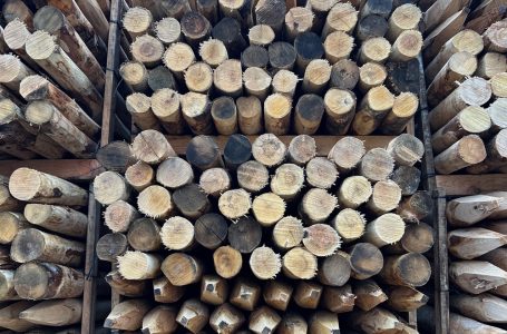 Highlighting Lesser Used Timber Species
