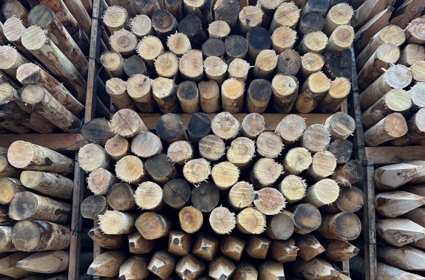  Highlighting Lesser Used Timber Species