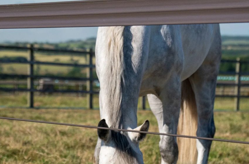  DRIVING THE EVOLUTION OF EQUINE FENCING: WHY SPECIALISATION MATTERS