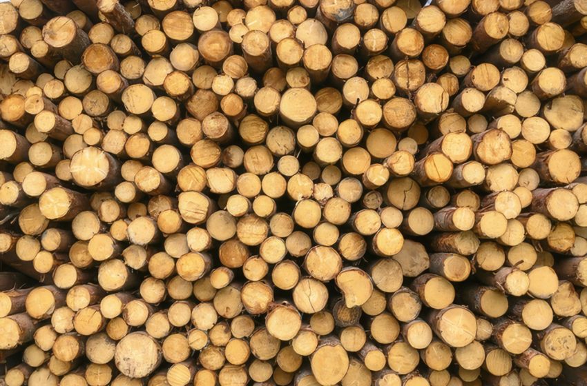  Five Practical Ways to Improve Timber Industry Sustainability